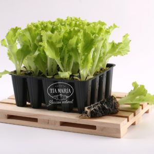 Lechuga Batavia