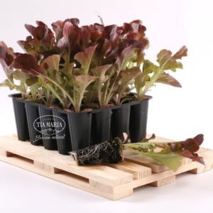 Lechuga Hoja de Roble
