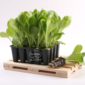 Lechuga Romana