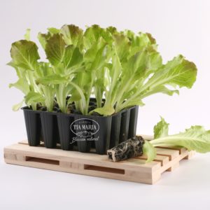 Lechuga Maravilla de Verano