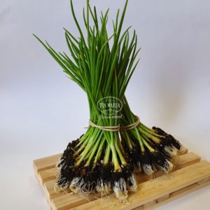 Cebolla dulce Blanca de Fuentes