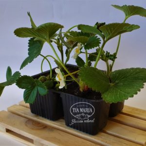 Fresas