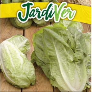 LECHUGA INVERNA