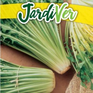ACHICORIA DIENTE DE LEÓN