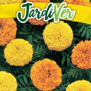 CLAVEL DE LA INDIA