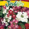 VERBENA