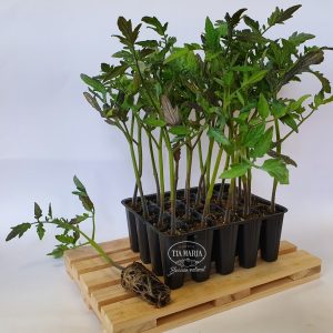 Tomate Bella Rosa