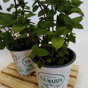 Menta Chocolate