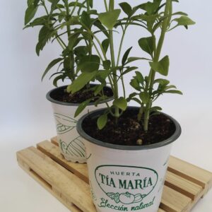 Albahaca