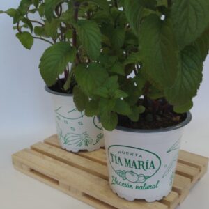Menta