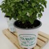 Albahaca hoja fina