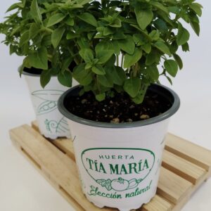 Albahaca hoja fina