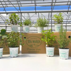 Box plantas beneficiosas para el huerto