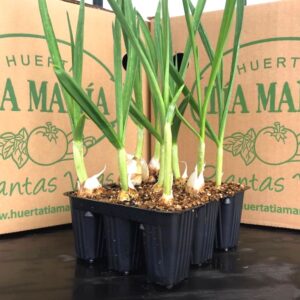 Ajo Blanco