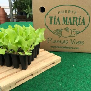 Lechuga Trocadero