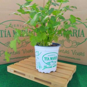Cilantro