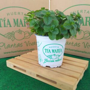 Menta Limón