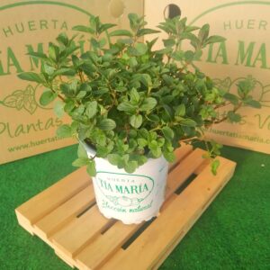 Menta poleo