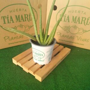 ALOE VERA
