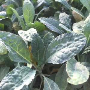 Col Kale