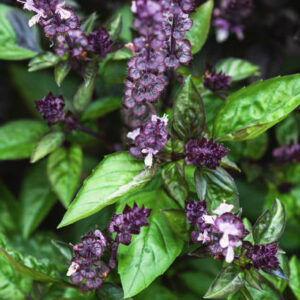 Albahaca Canela