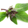 Albahaca Thai