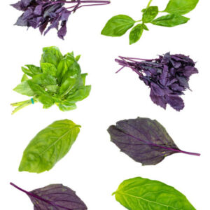 Box plantas de albahacas