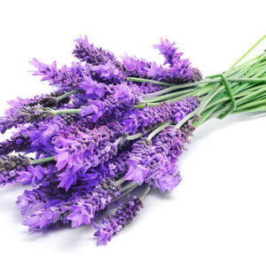 Lavanda