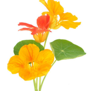 Capuchina