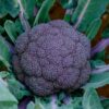 Brócoli Morado