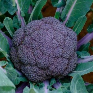 Brócoli Morado